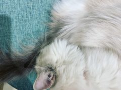 -藏猫猫咖啡主题馆(中央大道店)