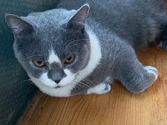 -猫小院猫主题咖啡厅(北锣店)