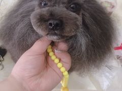 -嘟宝宠物生活馆(白桦林居店)