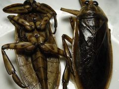 -莫华(锦绣趣园北街店)