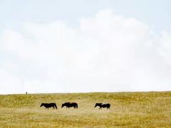 -山丹皇家马场