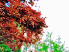 -陆家嘴中心绿地