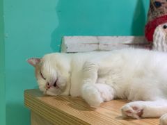 -猫在这儿猫咪咖啡馆·撸猫馆