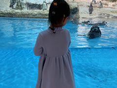 -帝企鹅自助餐厅•儿童岛•真企鹅(长隆企鹅酒店)