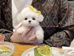 -唐小姐の猫狗洗护·购宠旗舰店(周浦万达店)