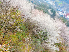 -九皇山景区