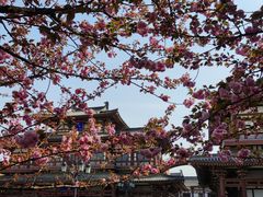 -西安青龙寺遗址景区