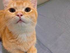 -MOCHA明星猫咖(田子坊店)