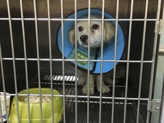 -仁华宠物医院(青羊店)