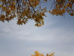 -金塔沙漠胡杨林景区