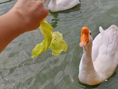 -团结湖公园