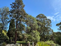 -墨尔本皇家植物园