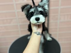 -FAELING PETS美天灵宠物(合生汇店)