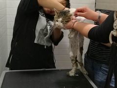 -Pets First伊珊娜洗护·精致美容·家庭式寄养(新会路店)