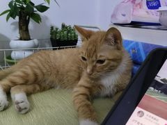 -扬州特色早点(看春茶社)