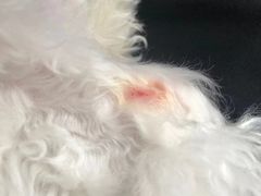 -喜多萌中农锦绣动物医院24H·猫科·牙科MRI·CT