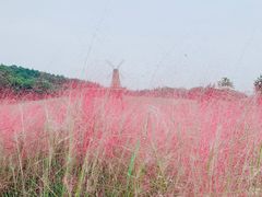 -大塘金香草谷