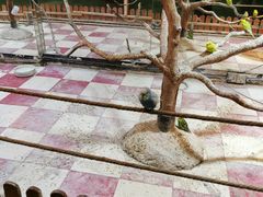 -上海大自然野生昆虫馆(东方明珠·爬宠昆虫探索中心)