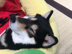 -逗柴咖啡屋·狗咖猫咖宠物桌游
