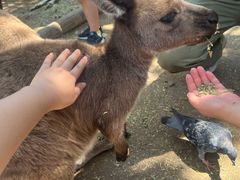 -费瑟代尔野生动物园