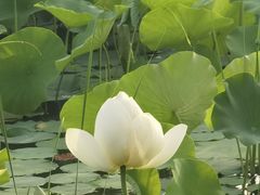 -莲花池公园