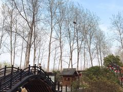 -合肥滨湖国家森林公园