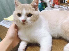 -东方名猫馆·英短金渐层布偶猫舍(环线广场1号楼店)