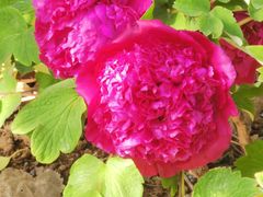 -洛阳郁金香牡丹园