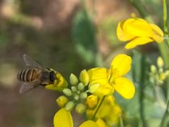 -光明小镇欢乐田园