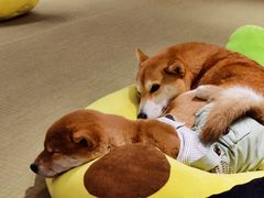 -逗柴咖啡屋·狗咖猫咖宠物桌游