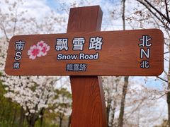 -顾村公园