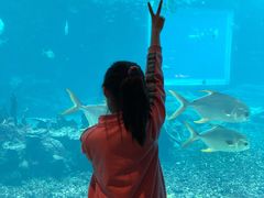 -海棠湾洲际-涛·海底餐厅·美人鱼·自助餐·海底隧道