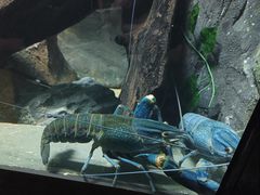 -上海海洋水族馆