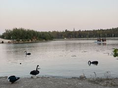 景点-长春市南湖公园