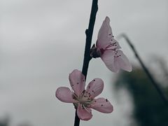 -黄龙溪欢乐田园