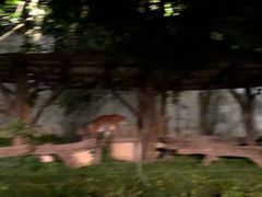 -清迈夜间动物园