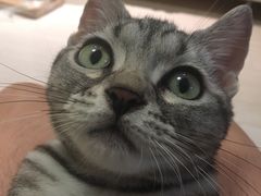 -Bastet sally猫舍购宠(静安店)