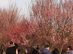 -蜀冈西峰生态公园