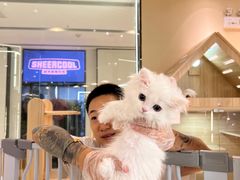 -momokira米努特·德文卷毛猫·棉花面纱犬