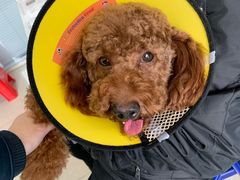 -瑞派福兴宠物医院犬猫全科·骨科·中西医结合(河东店)