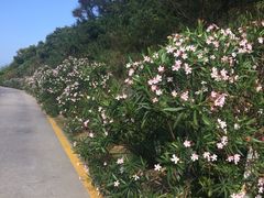 iphone_upload_pic-东澳岛