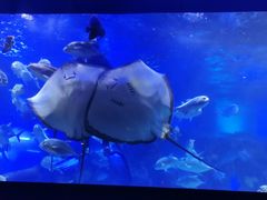 -重庆欢乐海底世界