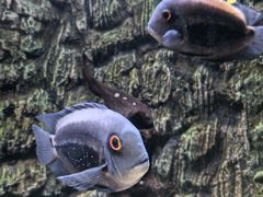 -上海海洋水族馆