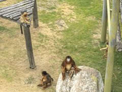-西霞口神雕山野生动物世界