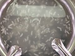 -武汉大学-桂园餐厅