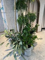 -P.STYLE 派斯造型