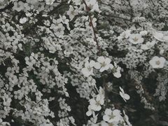 -天鹅湖体育公园