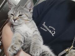 -楼上猫咖(罗湖店)