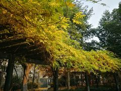 -运河游船(武林门码头)