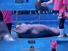 -烟台海昌鲸鲨海洋公园